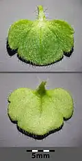 Leaf surface and underside