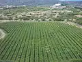 Vineyards in Tarija, Bolivia