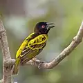 Male (breeding) P.&nbsp;c. cucullatus, Ghana