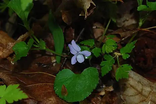 Viola nephrophylla, northern bog violet, Newport State Park
