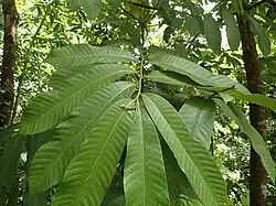Virola surinamensis