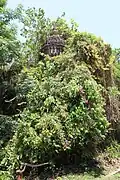 Pancha ratna Shyama Sundar temple (or Vishnu) temple, almost covered by vegetation in 2018 - top of central pinnacle is visible