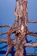 Larva