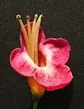 Pūriri flower