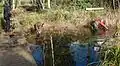 Volunteers cutting reeds and desilting the pond