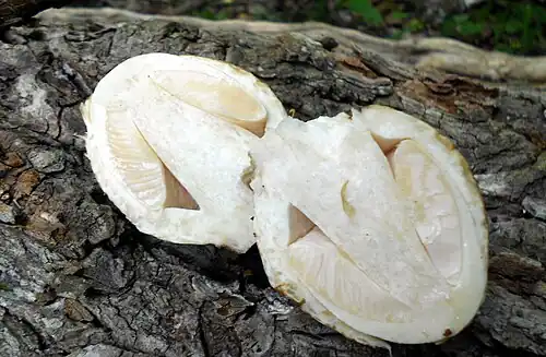 A bisected young fruit body, still enveloped by the universal veil