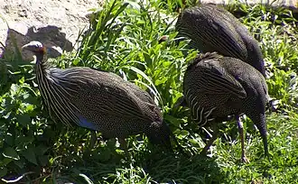 Vulturine guineafowl (Acryllium vulturinum)