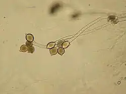 Dichotomously branched thallus of Allomyces sp. At the ends of the branches are two to three orange-brown sporangia stacked on top of each other. Each sporangium has two discharge papillae. The sporangia at the top of the stacks have apical discharge papillae. The sporangia on the bottom of the stacks have lateral discharge papillae.