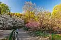 Magnolias in the garden