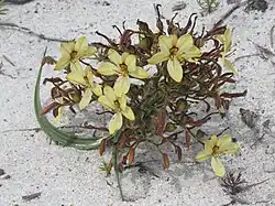 W. paniculata