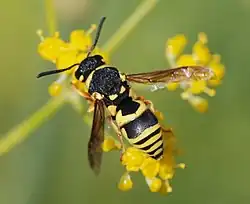 Euodynerus sp.