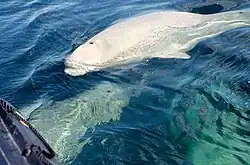 Belugas following watching boats in Churchill River