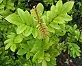 Foliage