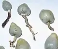 Fruitbodies.