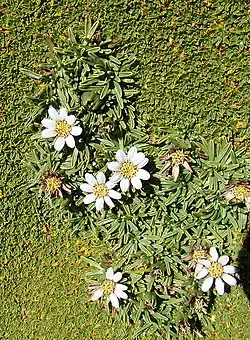 Werneria pygmaea