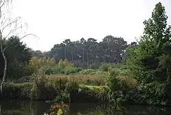 Image: 250 pixels