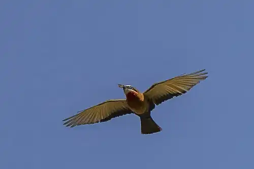 In flight