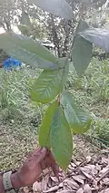 leaf
