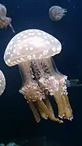 White-spotted jellyfish exhibited at the aquarium]] in the S.E.A. Aquarium, Marine Life Park, Resorts World Sentosa, Singapore - 20130105-05.JPG