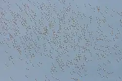 A blue sky with many tiny silhouettes of distant flying birds