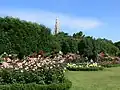 Roses in the south