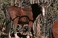 A wild horse, brown, looks at the camera while in a forest.