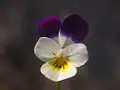 Pansy.