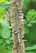 Corky wings, Cedar elm, U. crassifolia