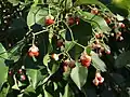 Showing its orange berries