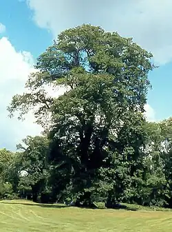 Q.&nbsp;petraea in England, about 300 years old