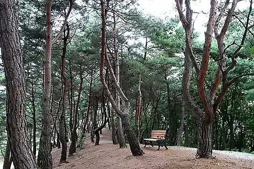 A hiking trail in Wolmyeongdong aligned with many pine trees
