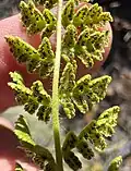 Underside of leaf