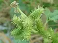 Fruit