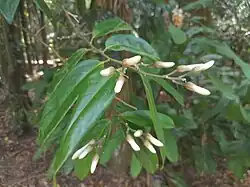 Flower buds