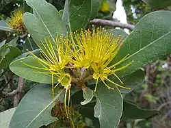 Xanthostemon paradoxus