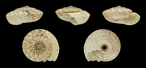 Xerosecta brunoti