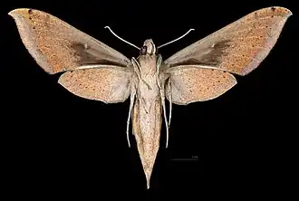 female ventral