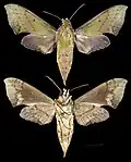 Xylophanes depuiseti