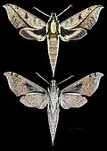 Xylophanes epaphus