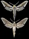 Xylophanes falco