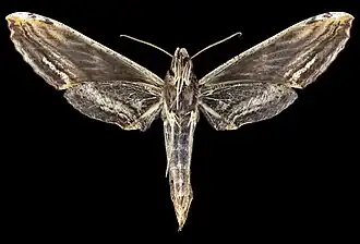 Female ventral