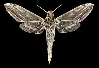 Male ventral