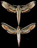 Xylophanes haxairei
