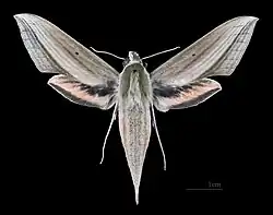 Female dorsal view