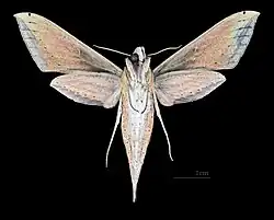 Female ventral view