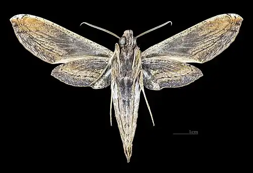 Male ventral view