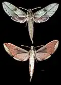 Xylophanes rothschildi