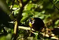 Yellow-eared bulbul Sri Lanka
