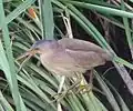 1）Parent locates child birds without chirp (Chiba pref. Japan)