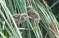 2）Child birds notice parent then exit from thicket